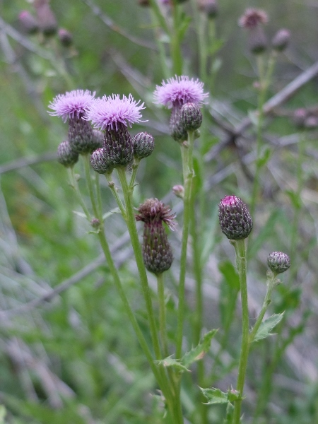 Purple Thistles : Carduus & Cirsium